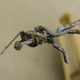Image for article titled The biggest Serenity model ever built has been unearthed (UPDATED)